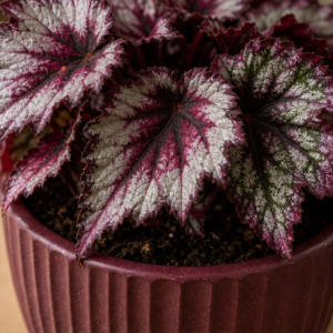 Begonia Rex în Ghiveci Decorativ Burgundy - imagine 2