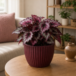 Begonia Rex în Ghiveci Decorativ Burgundy - imagine 3