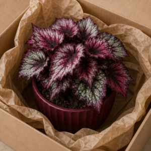 Begonia Rex în Ghiveci Decorativ Burgundy - imagine 4