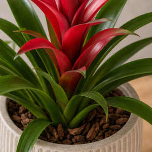 Bromelia Guzmania Roșie în Ghiveci Decorativ - imagine 2