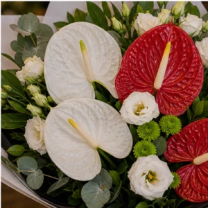 Buchete Anthurium alb si rosu cu verdeata - poza 4