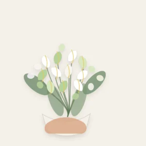 Buchete Cale premium alb-verde cu orhidee cymbidium - poza 2
