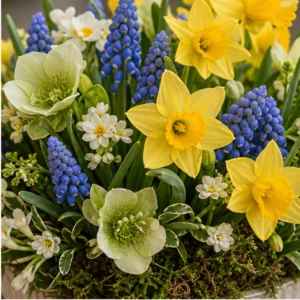 Aranjament Flori Frumoase Vis de Primăvară cu Narcise și Muscari - imagine 2
