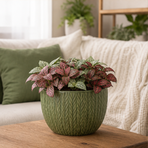 Fittonia Mix în Ghiveci Decorativ Verde - imagine 3