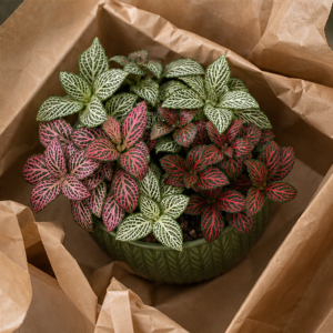 Fittonia Mix în Ghiveci Decorativ Verde - imagine 4