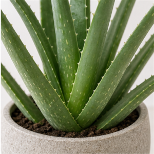 Flori de Apartament Aloe Vera Wellness Pot - imagine 2