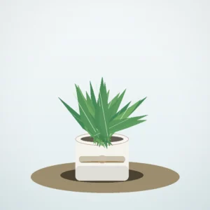 Flori de Apartament Aloe Vera Wellness Pot - imagine 1