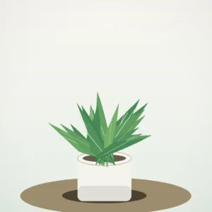 Flori de Apartament Aloe Vera Wellness Pot - imagine 2