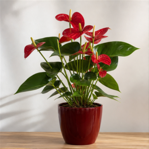 Flori de Apartament Anthurium Ruby Desk - imagine 1