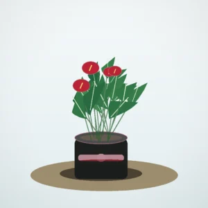 Flori de Apartament Anthurium Ruby Desk - imagine 1