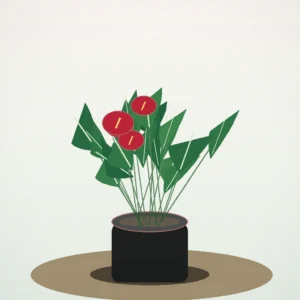 Flori de Apartament Anthurium Ruby Desk - imagine 2