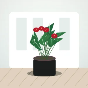 Flori de Apartament Anthurium Ruby Desk - imagine 3