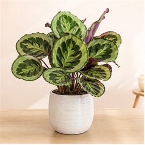 Flori de Apartament Calathea Medallion Soft Green - imagine 1