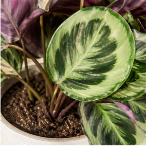 Flori de Apartament Calathea Medallion Soft Green - imagine 2