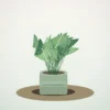 Flori de Apartament Calathea Medallion Soft Green - imagine 1