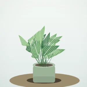 Flori de Apartament Calathea Medallion Soft Green - imagine 2