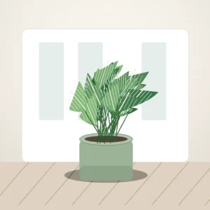 Flori de Apartament Calathea Medallion Soft Green - imagine 3