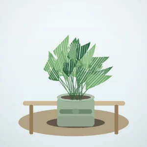 Flori de Apartament Calathea Medallion Soft Green - imagine 4