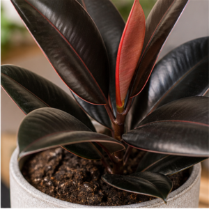 Flori de Apartament Ficus Elastica Burgundy Home - imagine 2