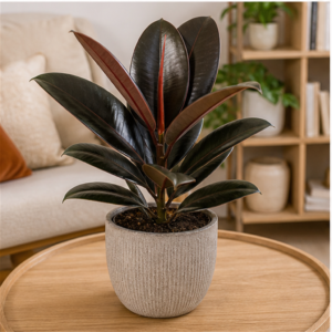 Flori de Apartament Ficus Elastica Burgundy Home - imagine 3