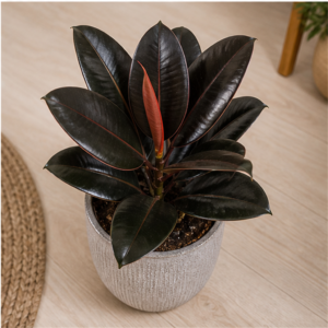 Flori de Apartament Ficus Elastica Burgundy Home - imagine 4