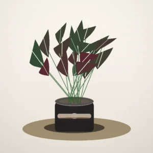 Flori de Apartament Ficus Elastica Burgundy Home - imagine 1