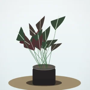 Flori de Apartament Ficus Elastica Burgundy Home - imagine 2