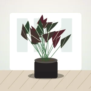 Flori de Apartament Ficus Elastica Burgundy Home - imagine 3