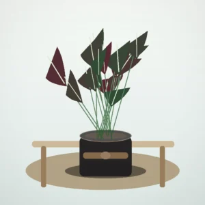Flori de Apartament Ficus Elastica Burgundy Home - imagine 4