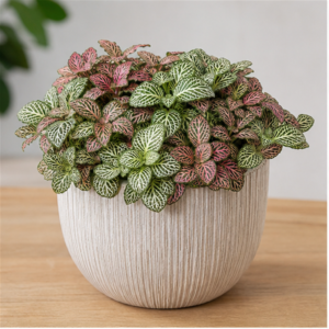 Flori de Apartament Fittonia Mosaic Mini Garden - imagine 1