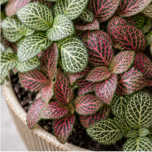 Flori de Apartament Fittonia Mosaic Mini Garden - imagine 2