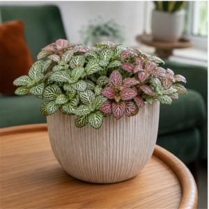 Flori de Apartament Fittonia Mosaic Mini Garden - imagine 3