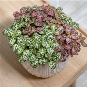 Flori de Apartament Fittonia Mosaic Mini Garden - imagine 4
