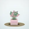 Flori de Apartament Fittonia Mosaic Mini Garden - imagine 1