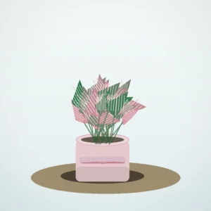 Flori de Apartament Fittonia Mosaic Mini Garden - imagine 1