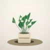Flori de Apartament Gardenia Parfum de Cameră - imagine 1