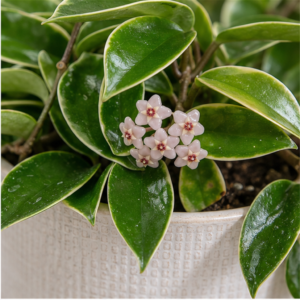 Flori de Apartament Hoya Carnosa Sweet Vine - imagine 2