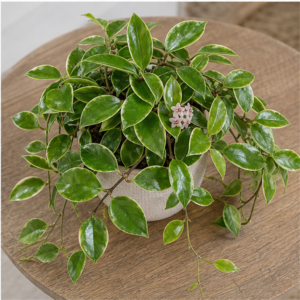 Flori de Apartament Hoya Carnosa Sweet Vine - imagine 4