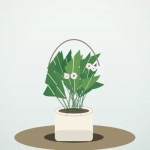Flori de Apartament Hoya Carnosa Sweet Vine - imagine 2