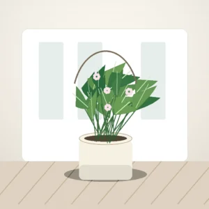 Flori de Apartament Hoya Carnosa Sweet Vine - imagine 3