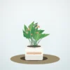 Flori de Apartament Kalanchoe Bloom Mix - imagine 1