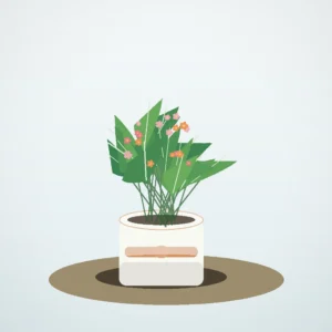 Flori de Apartament Kalanchoe Bloom Mix - imagine 1