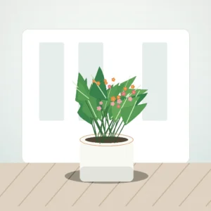 Flori de Apartament Kalanchoe Bloom Mix - imagine 3