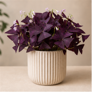 Flori de Apartament Oxalis Purple Charm - imagine 1