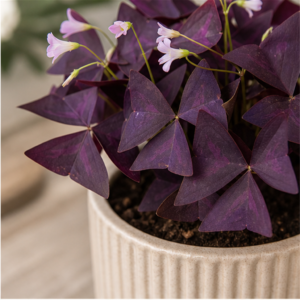 Flori de Apartament Oxalis Purple Charm - imagine 2