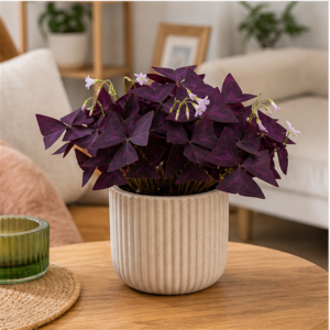 Flori de Apartament Oxalis Purple Charm - imagine 3