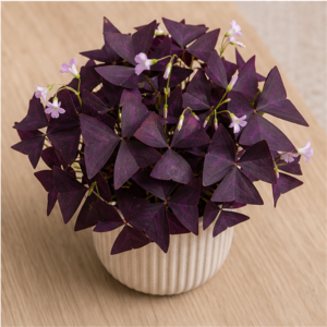 Flori de Apartament Oxalis Purple Charm - imagine 4