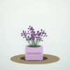 Flori de Apartament Oxalis Purple Charm - imagine 1