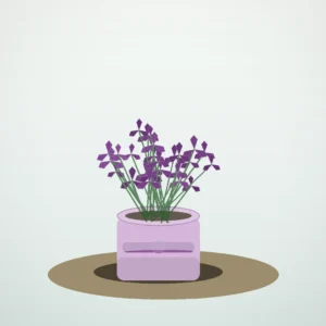 Flori de Apartament Oxalis Purple Charm - imagine 1