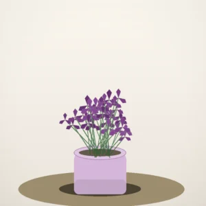 Flori de Apartament Oxalis Purple Charm - imagine 2